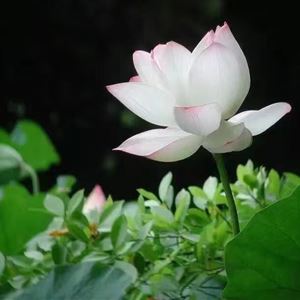 方晓媛